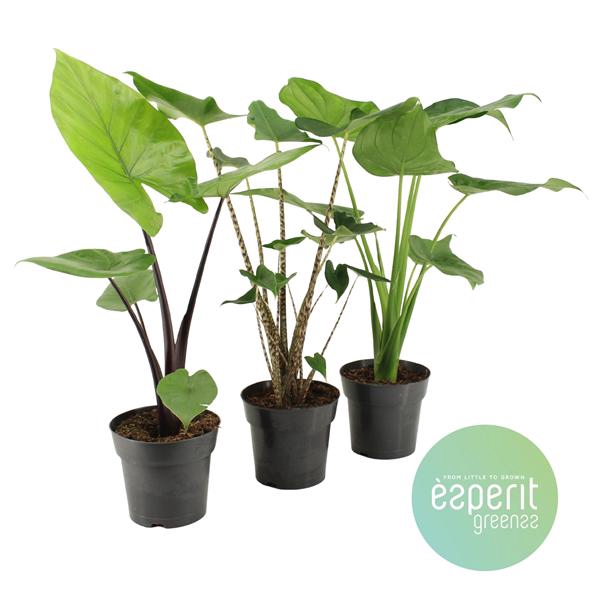 <h4>Alocasia Mix 2-3 srt.</h4>