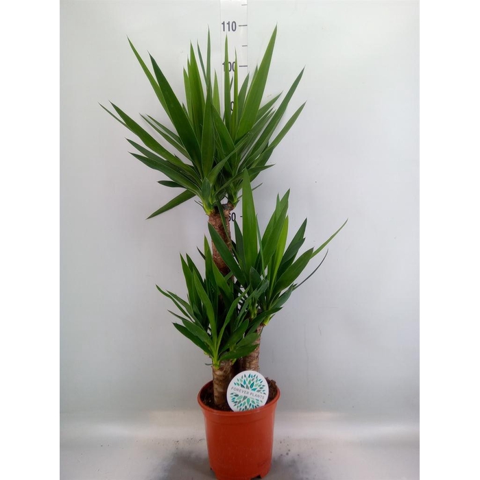 <h4>Yucca   ...</h4>