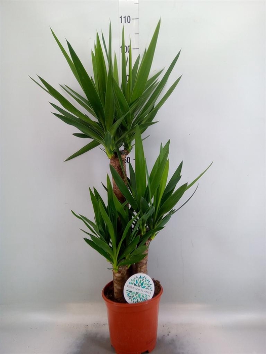 Yucca   ...