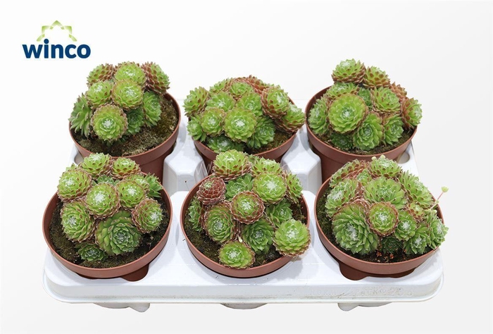 <h4>Sempervivum Arachnoidum</h4>