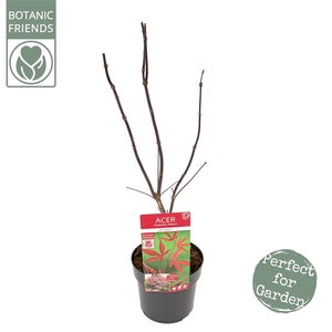 Acer palm. 'Bloodgood' extra kwaliteit