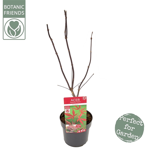 <h4>Acer palm. 'Bloodgood' extra kwaliteit</h4>