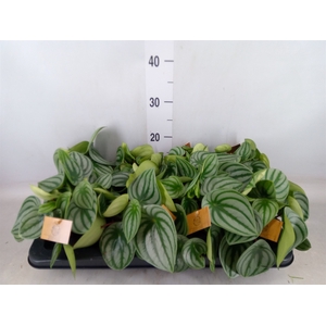 Peperomia argyreia