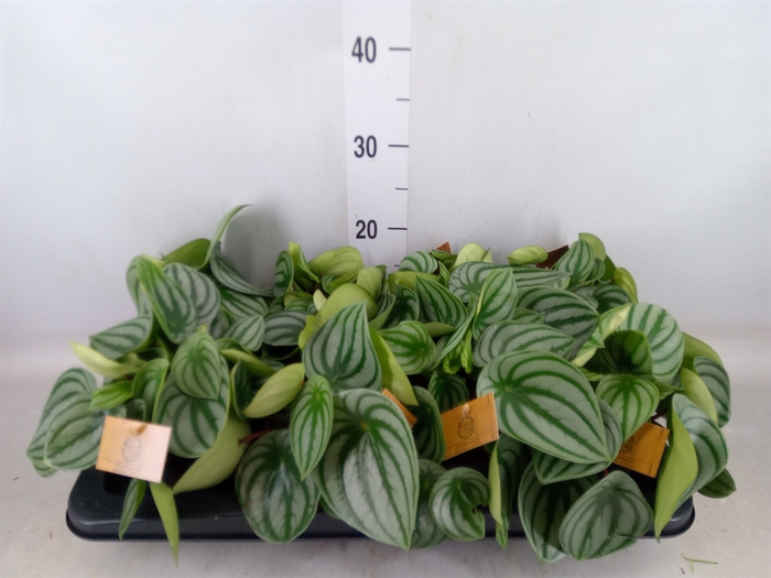 <h4>Peperomia argyreia</h4>