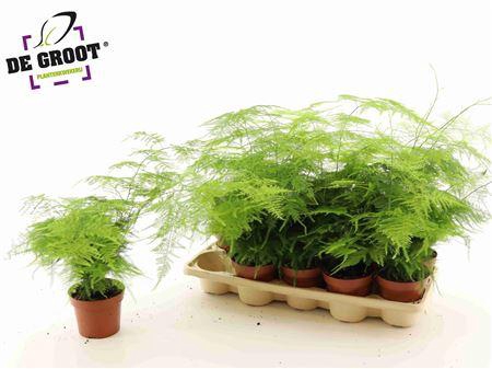 <h4>Aspar Setaceus</h4>
