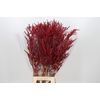 Bromelia Red Paloma