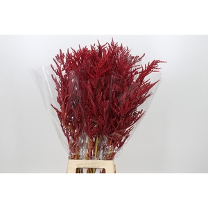 Bromelia Red Paloma