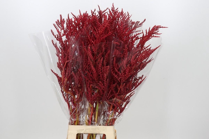 <h4>Bromelia Red Paloma</h4>
