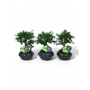 Carmona macrophylla, 13cm broom., without driptray