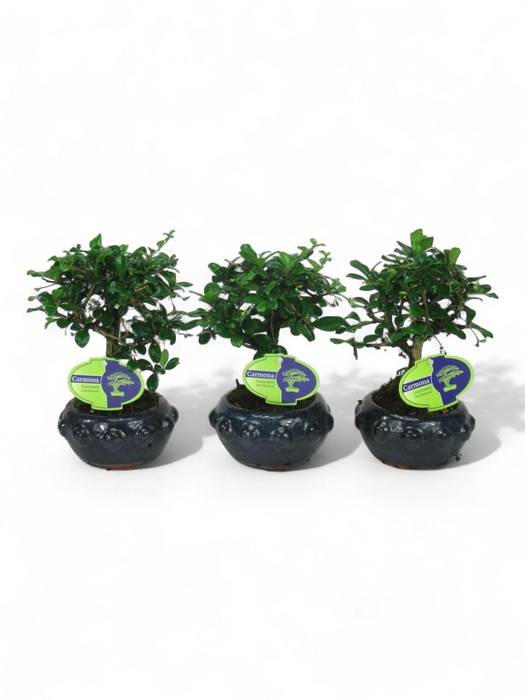 <h4>Carmona macrophylla, 13cm broom., without driptray</h4>