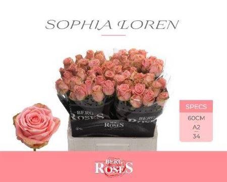 <h4>R Gr Sophia Loren</h4>