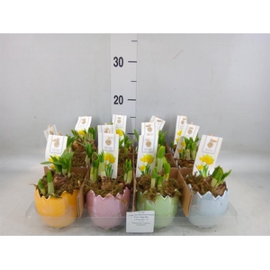 Arr.  Narcissus Tete Tete H%