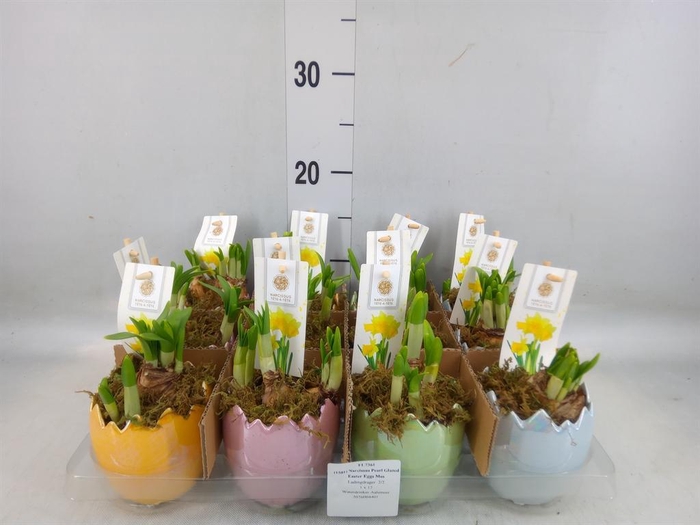 <h4>Arr.  Narcissus Tete Tete H%</h4>