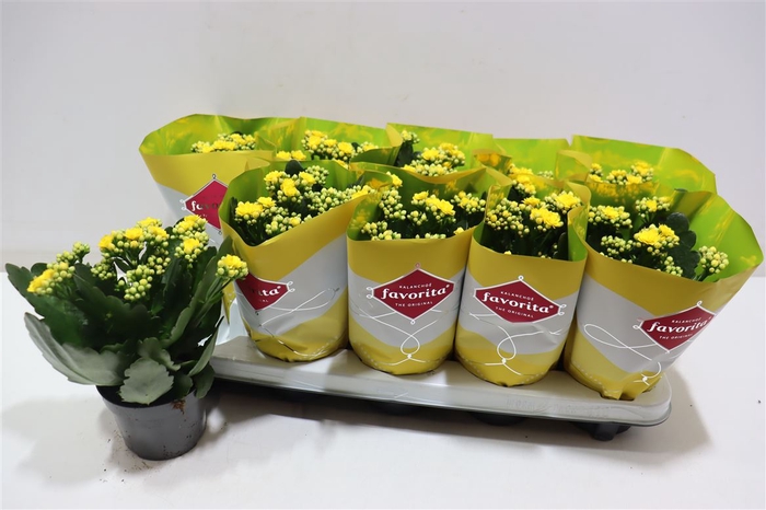 <h4>Kalanchoe Double Deluxe Yellow</h4>