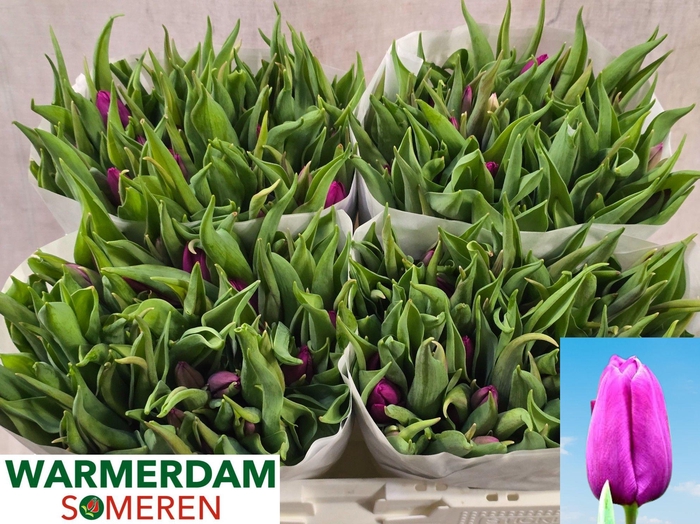 <h4>TU EN PURPLE PRINCE</h4>