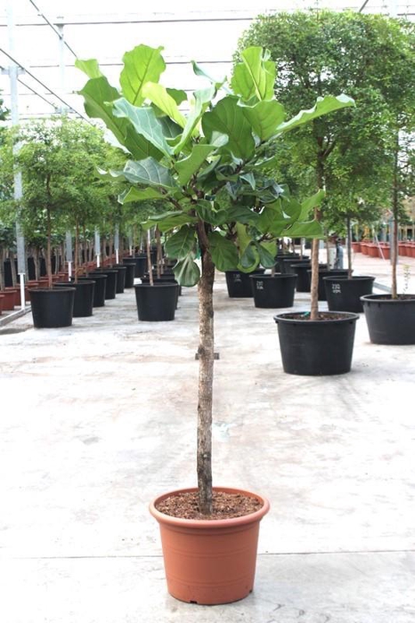 <h4>Ficus lyrata</h4>