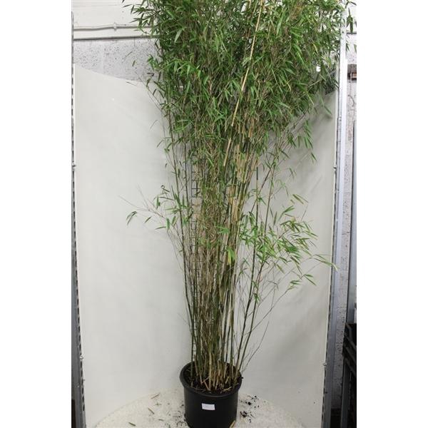 <h4>Fargesia 'Obelisk' P40</h4>