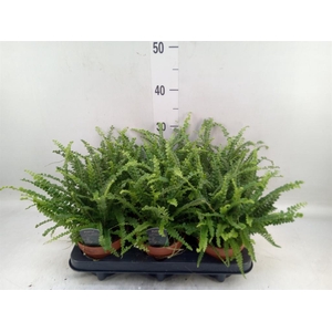 Nephrolepis cord. 'Duffii'