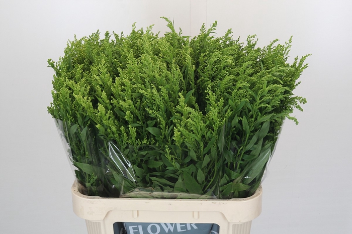 <h4>Solidago Golden Glory</h4>