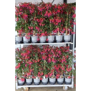 FUCHSIA OV