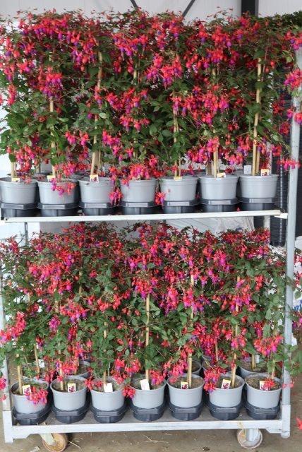 <h4>FUCHSIA OV</h4>