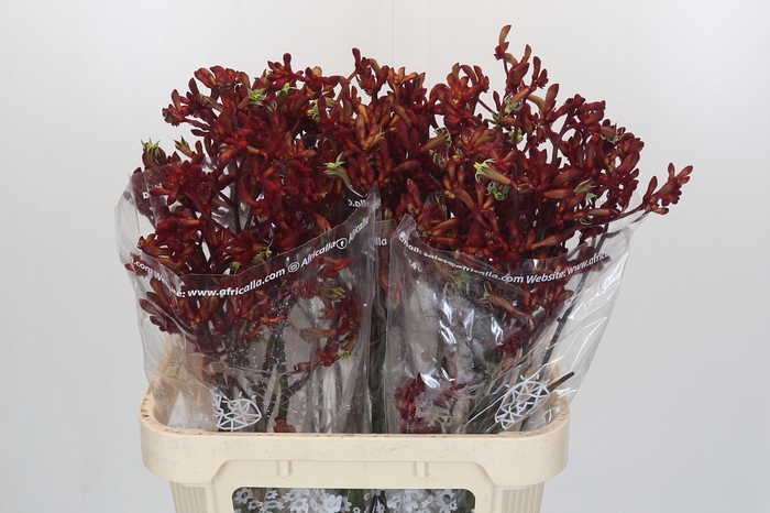 <h4>Anigozanthos Early Spring Indoor</h4>