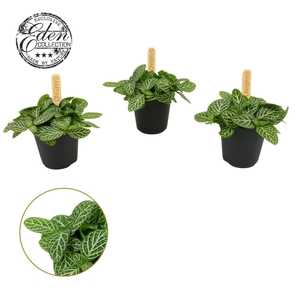 Fittonia