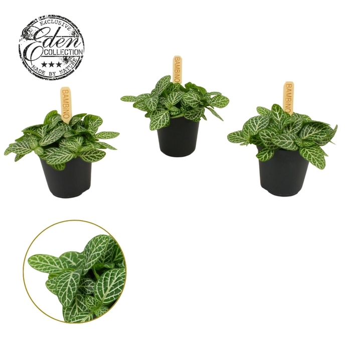 Fittonia