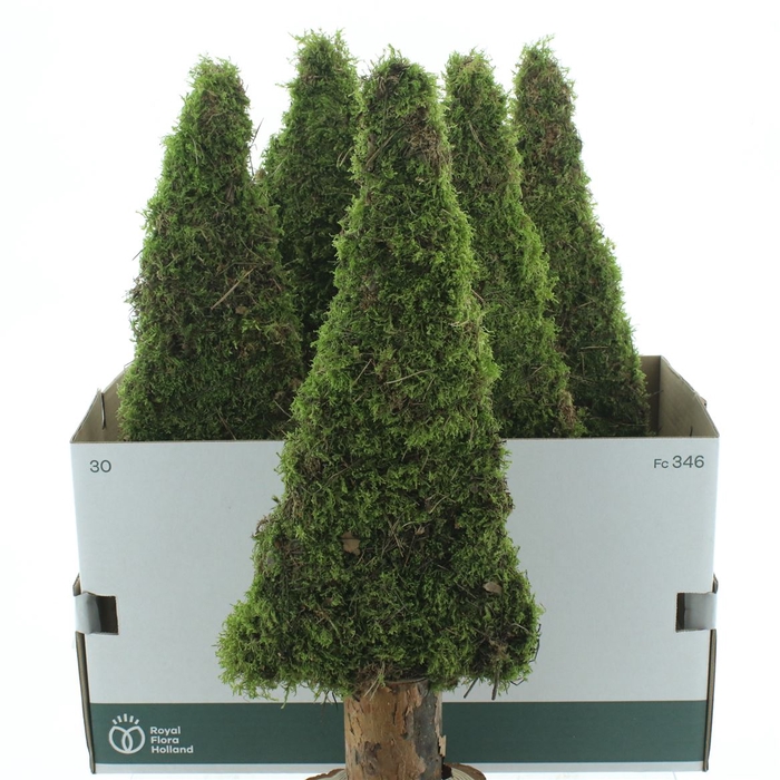 <h4>Moss Tree Flat 60cm</h4>