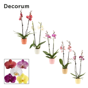 Phalaenopsis 2 tak 16+ mix in Naemi (Sympathetic moods-collectio