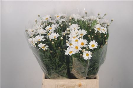 <h4>Margriet White Per Stem X25</h4>