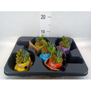 Arr. Succulents L%
