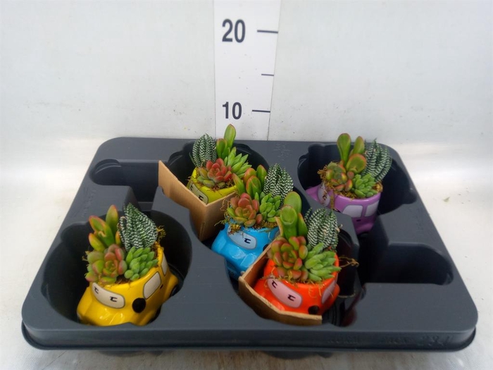 <h4>Arr. Succulents L%</h4>