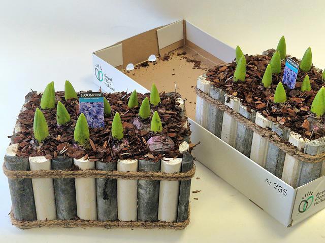 <h4>ARR HYACINTH</h4>