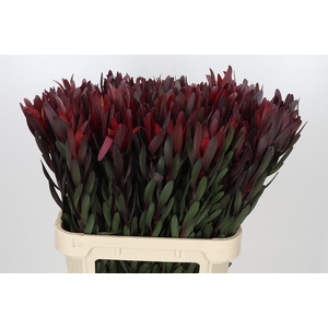 Leucadendron Saf Sunset Dark Red