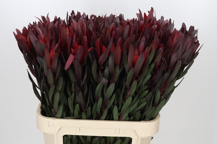 Leucadendron Saf Sunset Dark Red
