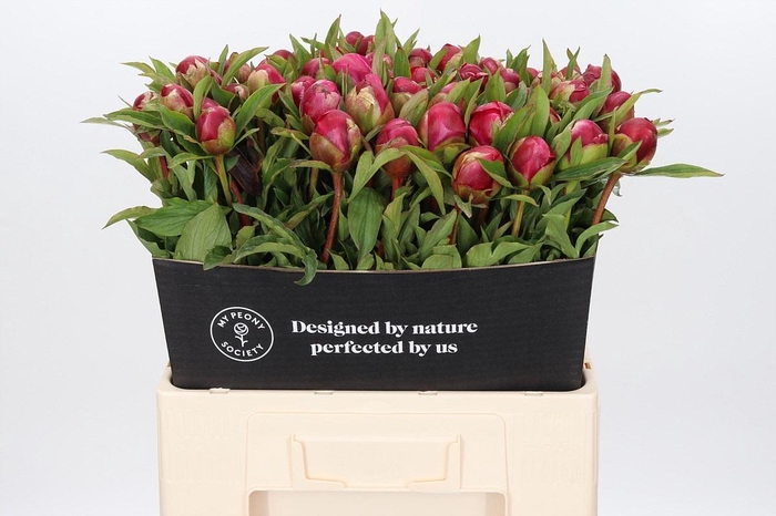 <h4>Paeonia Many Happy Returns</h4>