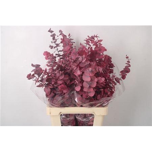 Stabi Stuartiana Cerise Per Bunch