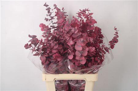 <h4>Stabi Stuartiana Cerise Per Bunch</h4>