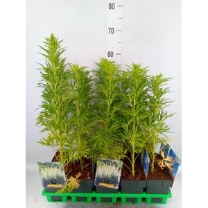 Aconitum napellus 'Album'