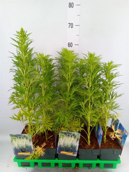 <h4>Aconitum napellus 'Album'</h4>