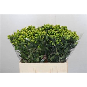 HYP MAG GREEN POWER