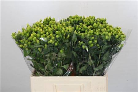 <h4>HYP MAG GREEN POWER</h4>