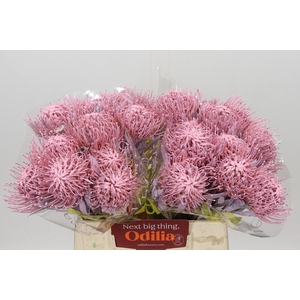 Nutans Painted Baby Pink
