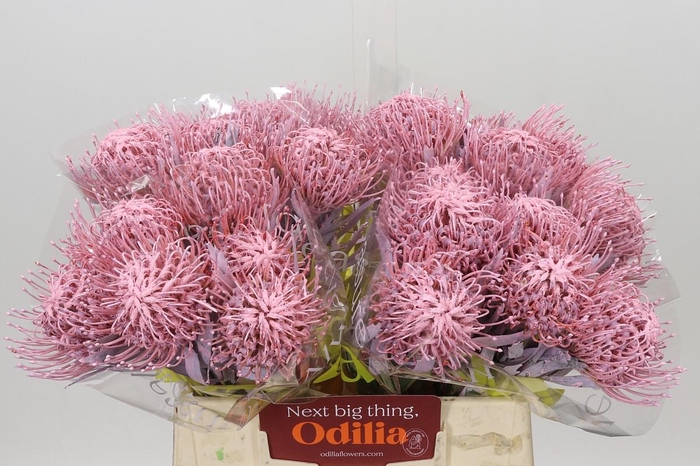 <h4>Nutans Painted Baby Pink</h4>