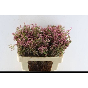 ERICA BICOLOR