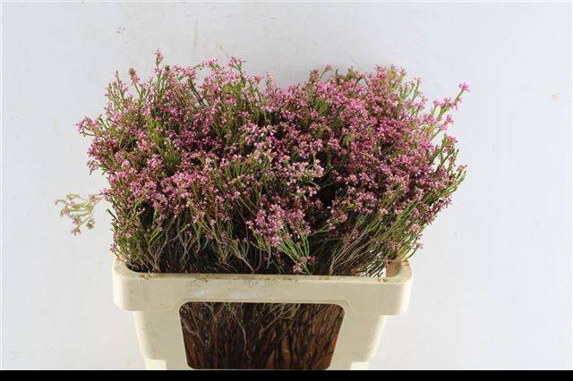 <h4>ERICA BICOLOR</h4>