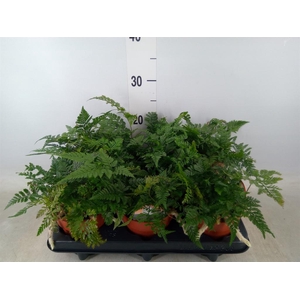 Humata griffithiana var. tyermannii