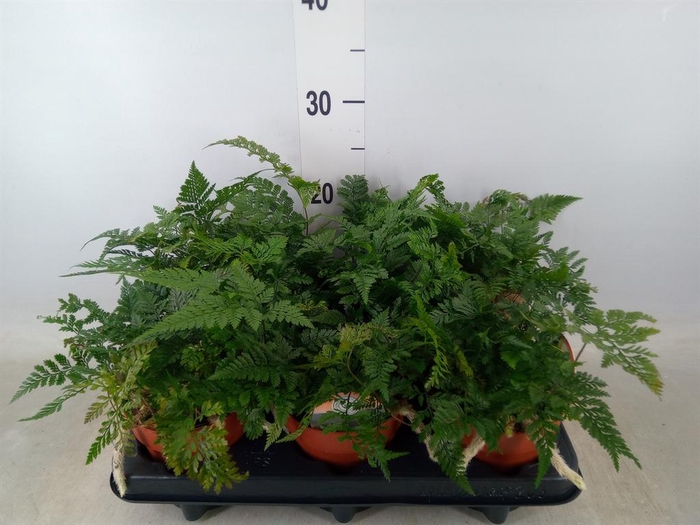 <h4>Humata griffithiana var. tyermannii</h4>