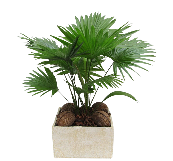 <h4>Livistona in Luna</h4>